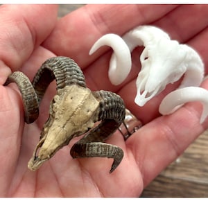 May include: Two miniature ram skull replicas. One skull is finished in a weathered, textured tan and brown color, while the other is a smooth, solid white. Both skulls feature curved horns and are shown in a palm-sized scale for comparison.