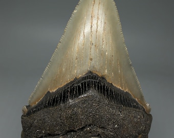 3.83" Colorful Fossil Carcharocles chubutensis Shark Tooth - Wilmington, NC
