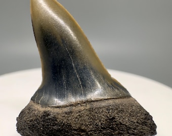 Rare 1.38" Fossil Isurus escheri - EXTINCT SERRATED MAKO Tooth - Mill, The Netherlands