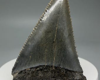 Fossil White Shark Tooth, Serrated Carcharodon Carcharias, South Carolina (2.03")
