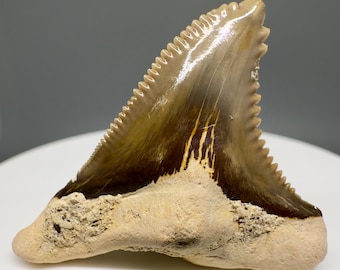 1.50" Fossil Snaggletooth Shark Tooth – Summerville, SC