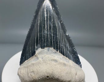 Colorful, sharply serrated 2.40" Fossil MEGALODON Shark Tooth - Bone Valley, FL