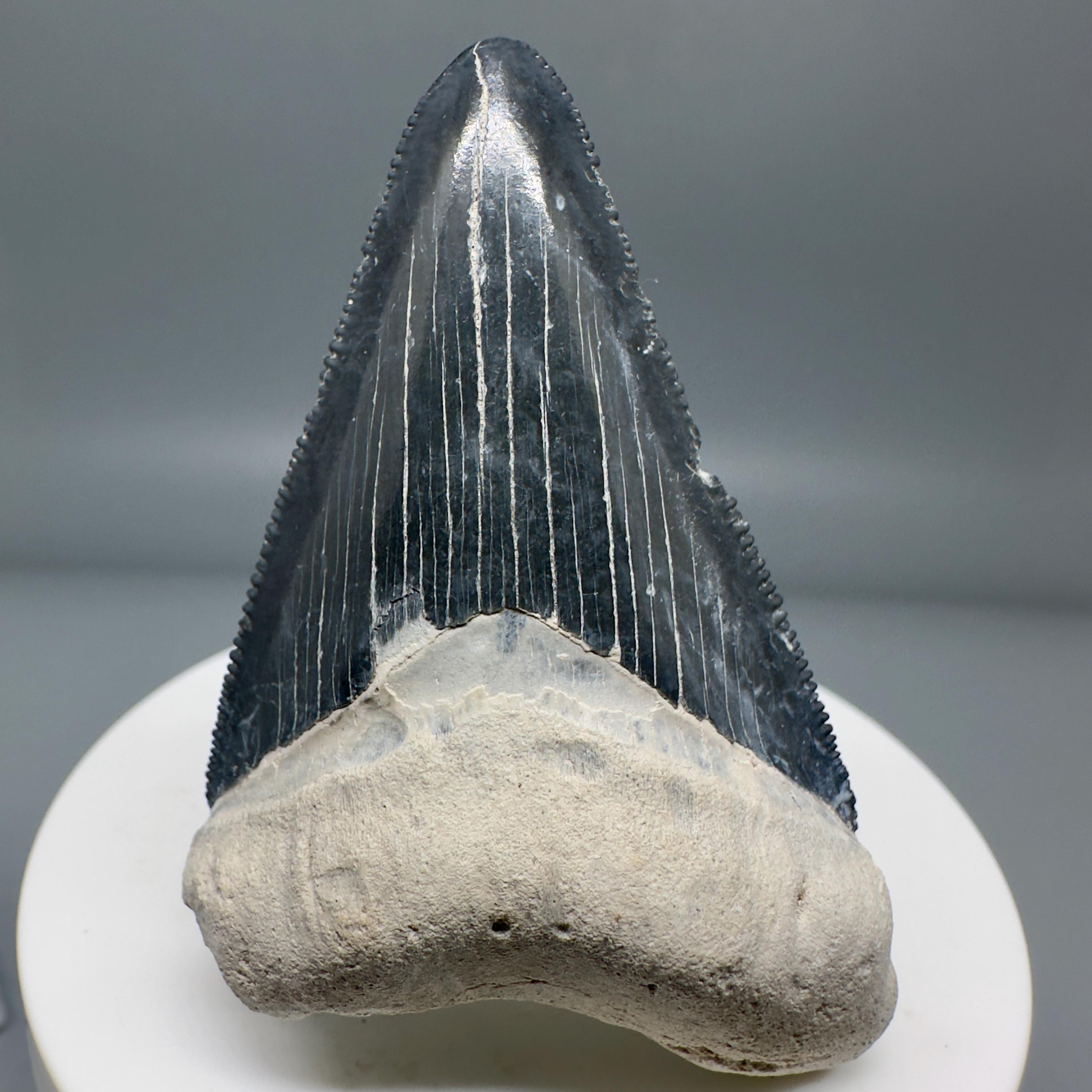 色鮮やかで鋭い鋸歯状の 2.40 インチのメガロドンのサメの歯の化石