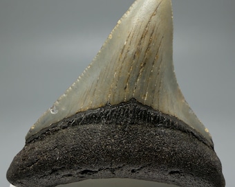 Colorful 2.97" Fossil MEGALODON Shark Tooth - USA