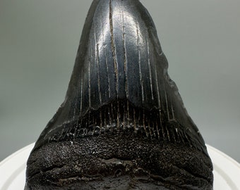 メガロドンの歯 700万年前 サウスカロライナ州産（アメリカ） - 1.9