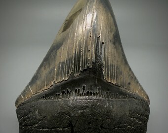 Colorful, sharply serrated 4.24" Fossil MEGALODON Shark Tooth - USA