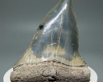 Colorful 2.24" Fossil Isurus hastalis - Extinct Mako Shark Tooth - Sarasota, FL