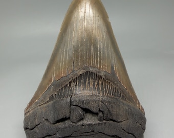 Colorful, sharply serrated 4.38" Fossil MEGALODON Shark Tooth - USA