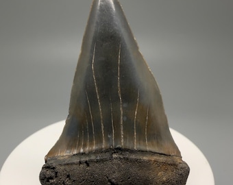 2.43" Extinct Mako Shark Tooth Fossil - Southeastern USA