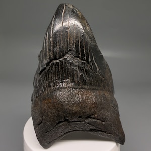May include: A fossilized shark tooth with a dark, weathered surface and a pointed, triangular crown. The enamel displays vertical striations and a rough, textured root base, showing natural mineralized patterns and signs of geological age.