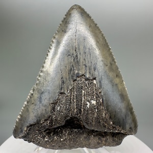 Colorful, sharply serrated  2.15&quot; Fossil GREAT WHITE Shark Tooth - South Carolina