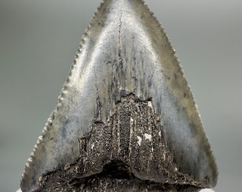 White Shark Tooth Fossil, Serrated Edge, South Carolina (2.15" Long)
