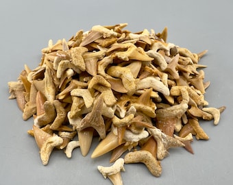 Wholesale Group 1 LB - appx 500 Extinct Mackerel Shark Teeth - Eocene, Western Sahara