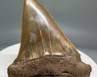 2.07" Extinct Mako Shark Tooth Fossil - Southeastern USA