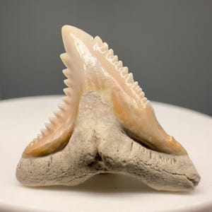 Gorgeous prints and colors 1.00&quot; Fossil EXTINCT SNAGGLETOOTH Shark Tooth - Summerville, SC