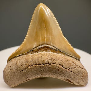 Colorful, sharply serrated 1.39&quot; Fossil MEGALODON Shark Tooth - Bone Valley, FL