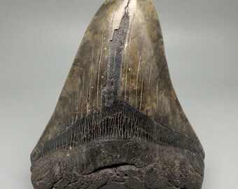 5.63" Fossil Megalodon Shark Tooth, Very colorful
