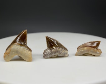 3 Nice Squalicorax falcatus - Extinct Crow Shark - Tarrant Co., TX