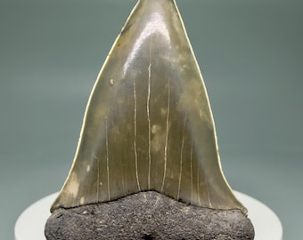 Colorful 2.19" Fossil Isurus hastalis - Extinct Mako Shark Tooth - Sarasota, FL