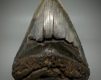 Large, sharply serrated 5.95" Fossil Megalodon Shark Tooth - Southeastern USA