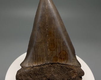 2.79" Extinct Mako Shark Tooth Fossil - Southeastern USA