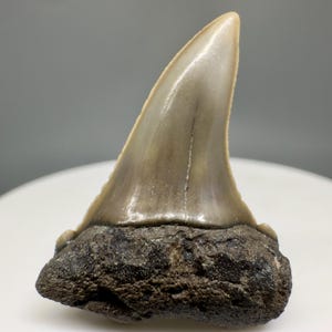 May include: A fossilized shark tooth with a light tan enamel and a dark brown root. The tooth has a triangular shape with a sharp, pointed tip. The root is rough and textured.