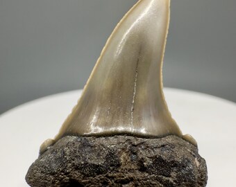Rare, cusped 1.24" Fossil Isurus escheri/subserratus - EXTINCT SERRATED MAKO Tooth - Mill, The Netherlands