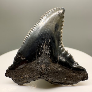 Nice Large 1.49&quot; Fossil EXTINCT SNAGGLETOOTH Shark Tooth - South Carolina