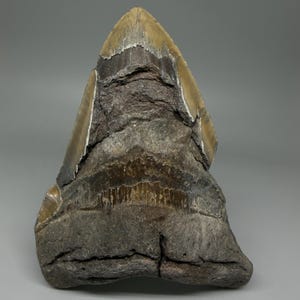 May include: A large, fossilized shark tooth with a tan and brown color scheme. The tooth has a triangular shape with a serrated edge and is embedded in a dark gray matrix. The fossil is well-preserved, showcasing the natural textures and layers.