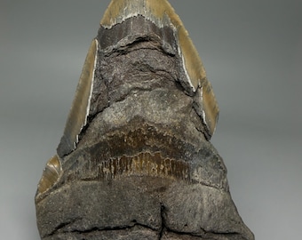 Huge 6.40" MASSIVE Fossil MEGALODON Shark Tooth - USA
