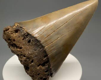 Large 2.83" Fossil EXTINCT MAKO Tooth - Wilmington, NC