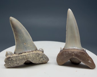 Pair U/L Fossil Striatolamia macrota - Extinct Sand Tiger Shark Teeth - Kazakhstan