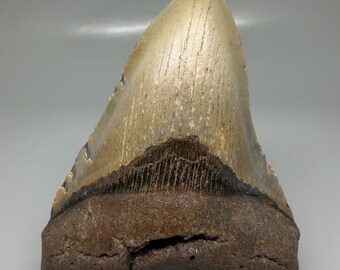 Colorful 4.47" Fossil MEGALODON Shark Tooth - USA