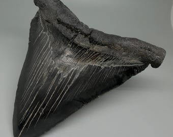 5.30" Fossil MEGALODON Shark Tooth - DEFORMED ROOT, Dark Colors, Rare