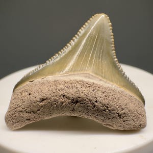 Colorful, sharply serrated 1.39&quot; Fossil MEGALODON Shark Tooth - Bone Valley, FL