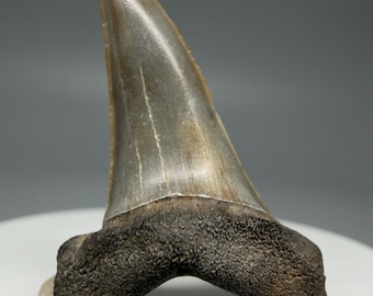 Rare 1.50" Fossil Isurus retroflexus - Longfin MAKO Tooth - Mill, The Netherlands