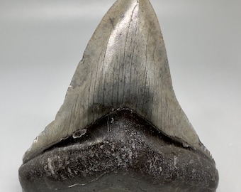 Fossil Megalodon Shark Tooth - 3.90" - Southeastern USA