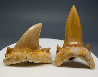 Pair U/L COLORFUL Fossil SERRATOLAMNA KOERTI Shark Teeth - Western Sahara