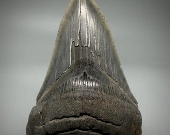 Colorful, sharply serrated lower 4.55" Fossil MEGALODON Shark Tooth - USA