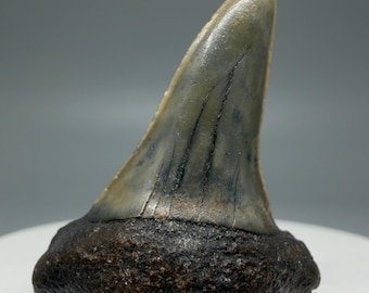 Rare 1.45" Fossil Isurus retroflexus - Longfin Mako Shark Tooth - Mill, The Netherlands