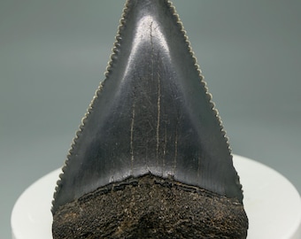 Fossil White Shark Tooth, Serrated Carcharodon Carcharias, South Carolina (1.96")