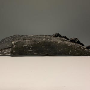 May include: A dark gray, textured sculpture with a rough, organic shape. The sculpture has a long, curved form with a textured surface and a jagged edge on one side. The object is on a white surface.