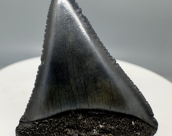 Fossil White Shark Tooth, Colorful Carcharodon Carcharias, South Carolina (1.52")