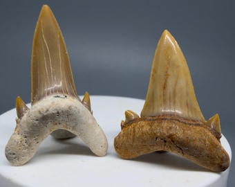 Pair U/L COLORFUL Fossil SERRATOLAMNA KOERTI Shark Teeth - Western Sahara