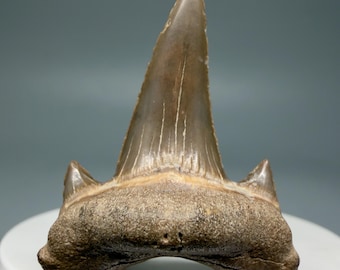 Uncommon 1.65" Fossil Extinct Cretodus crassidens Shark Tooth - Dallas Co., TX