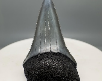 Fossil White Shark Tooth, Serrated Edge, Pliocene Era (1.48")