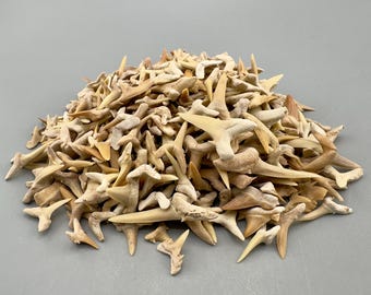 5 LB (approx 3000 Teeth) Wholesale Group - Extinct Sand Tiger Shark Teeth- Morocco