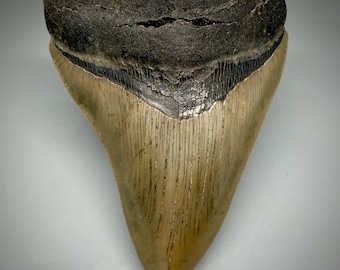 Colorful, Serrated 3.93" Fossil MEGALODON Shark Tooth - USA