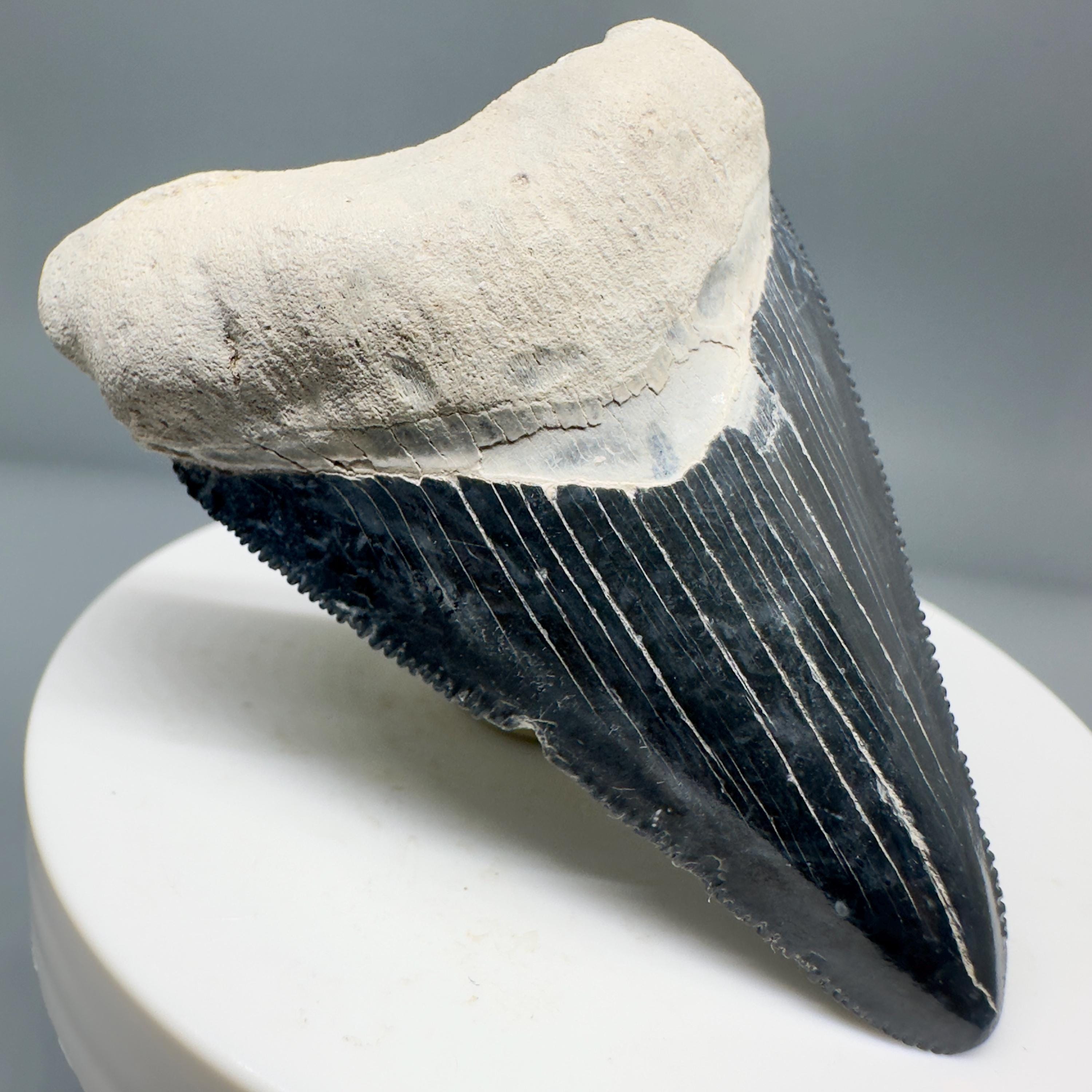 色鮮やかで鋭い鋸歯状の 2.40 インチのメガロドンのサメの歯の化石