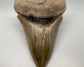 Colorful, Large, Sharply Serrated 5.24" Fossil MEGALODON Shark Tooth - SC